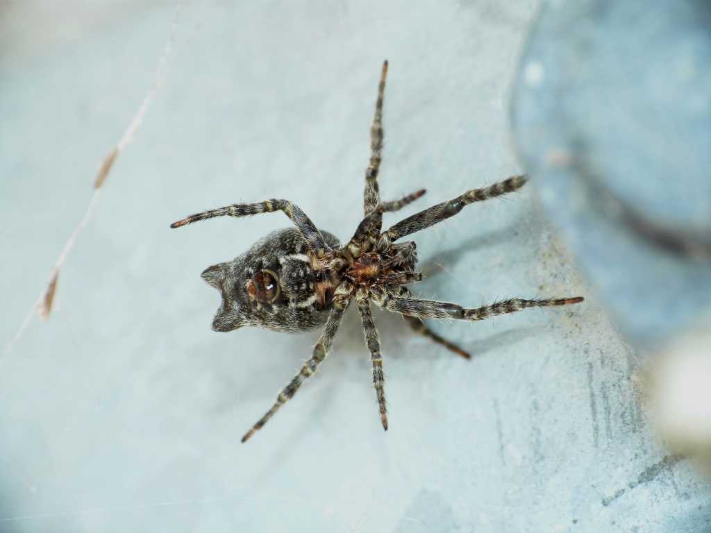 Cyrtophora citricola e ospiti - Ostia (RM)